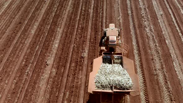 Automated tractor planting sugar cane in Brazil