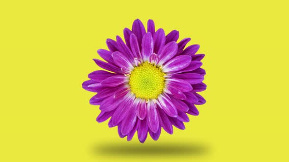 Chrysanthemum rotates on a yellow background. Simple motion graphics flower animation