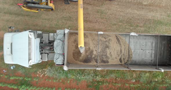 Drone Shot with Top View of Canola Fields and Loading by Emptying Harvested Crops into the Truck usi