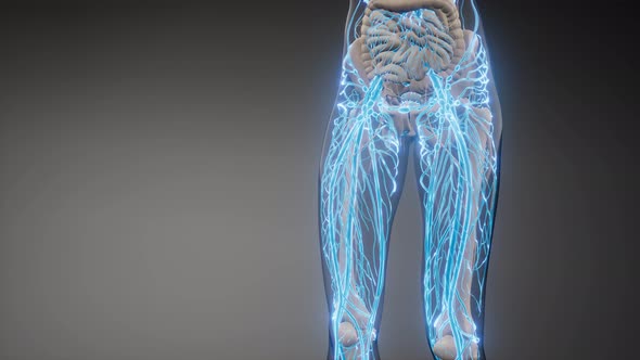 Blood Vessels of Human Body alt