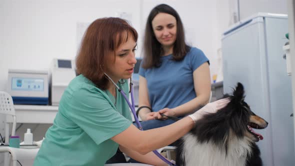 Female Vet Examining Collie Dog with Stethoscope