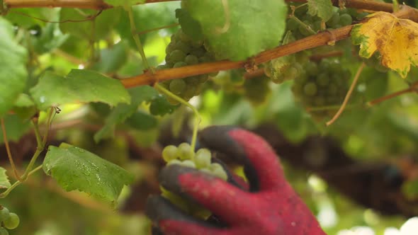 Hands harvesting a bunch of Albariño grapes in Galicia