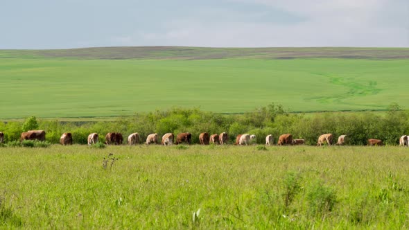 Timelapse. Cattle Graze on a Green Sunlit Pasture on the Hill Background 