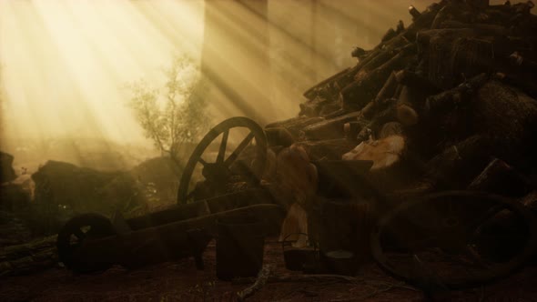 Preparation of Firewood for the Winter in Forest at Sunset