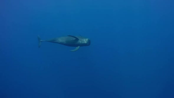 Asian Long Finned Pilot Whale and Baby Underwater