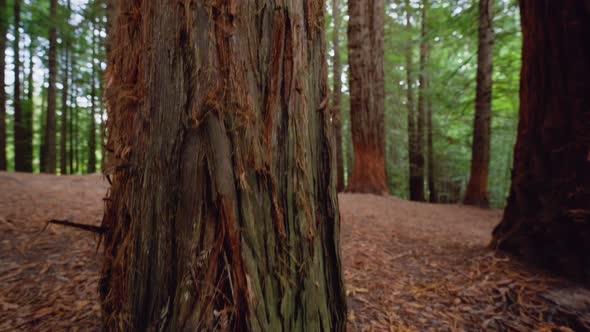 Close Up of the Trunk of a Sequoia Redwood Tree