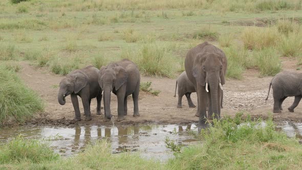 A herd of Elephants drinking in a waterhole pole in Serengeti Tanzania