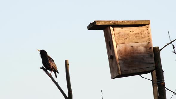 Singing Starling on Branch