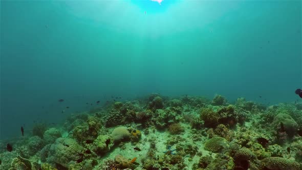 Coral Reef and Tropical Fish Underwater