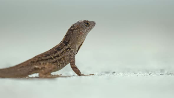 Macro Closeup of Blown Alone Lizard Warming on Summer Sun