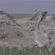 Young Dalmatian Pelican or Pelecanus Crispus in a Wild - VideoHive Item for Sale
