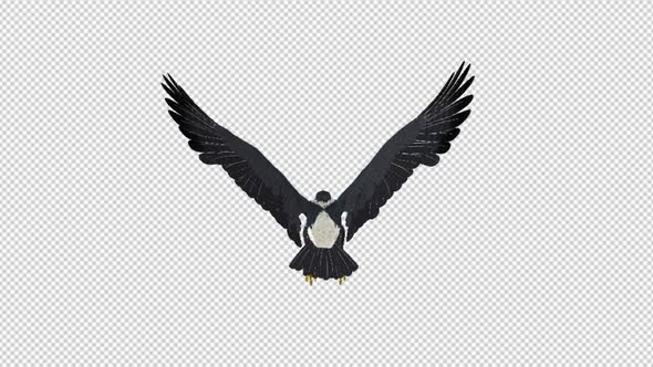 African Eagle - 4K Flying Loop - Back View alt