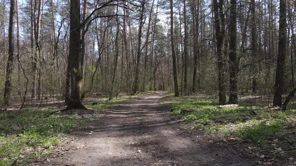 Road in the Forest During the Day Slow Motion