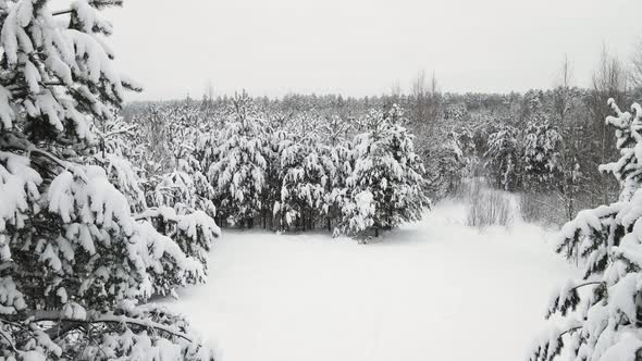 Mysterious Snowy Forest in Cool Winter Weather Aerial View