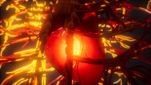 Blood Vessel System and Heart alt