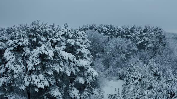 Aerial Winter Forest