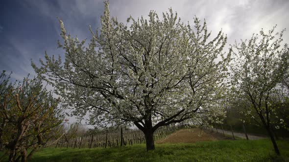 Big Tree in Spring