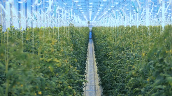 Rows of Tomatoes in Soil in Greenhouse