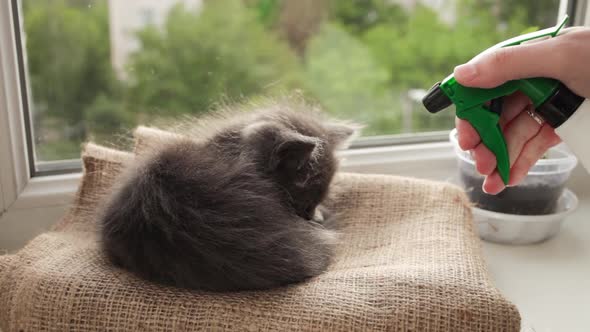 A Woman Splashes a Cat Out of a Spray