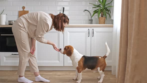 The Female Owner of the Beagle Dog Training and Treats Her Pet with a Treat