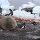 MS Elephant seal (Mirounga leonina) with gentoo penguins (Pygoscelis papua) on nests at Waterboat Po - VideoHive Item for Sale