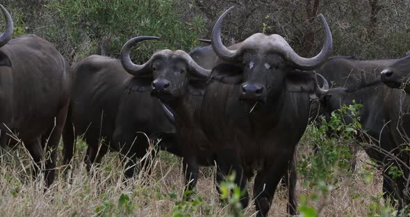 African Buffalo, syncerus caffer, Herd standing in Savannah, Horns, Tsavo Park in Kenya