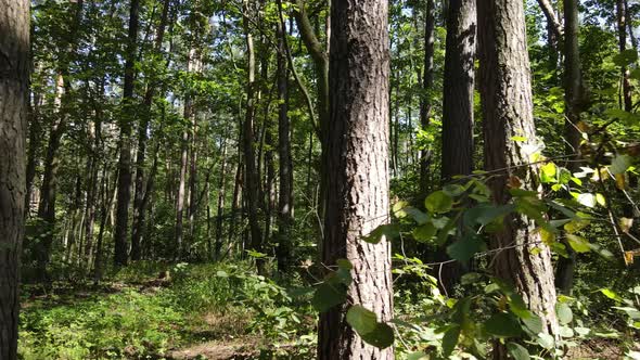 Slow Motion View of Green Forest By Day