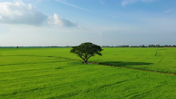 Peaceful landscape with alone tree, kites and green fields in the countryside