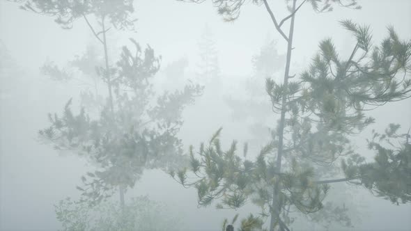 Cloudy Autumn Day in the Pine Forest with Fog