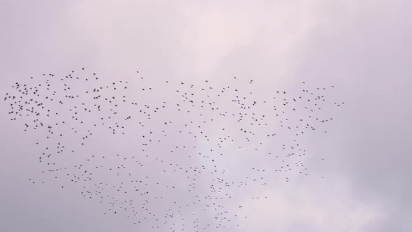 Flock of starlings forming a murmuration