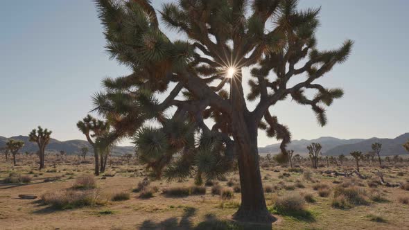 Sun Breaks Through the Branches of Joshua Tree in Joshua Tree National Park, Steadicam Shot