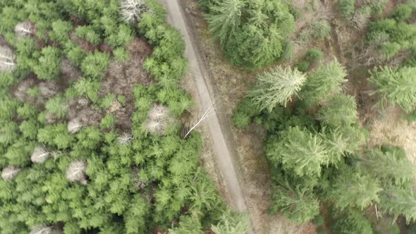 Aerial view of a long straight of a country road in the middle of a forest. Aerial.