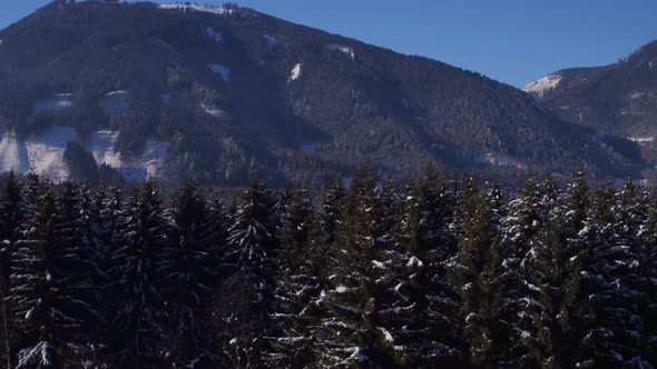 Flying Over Huge Conifer Trees in Winter