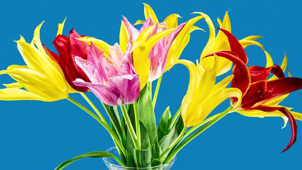 Yellow and Red Tulips Bouquet Fast Growing and Blooming in Timelapse on a Blue Background