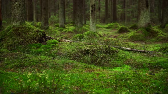 Pine Forest Ground Covered with a Dense Layer of Moss