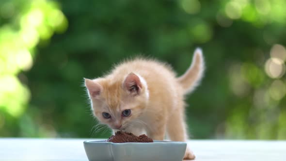 Cute Orange Kitten Eatting Cat Food From Bowl With Nature Background