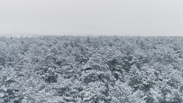 The camera flies over the winter snowy forest 05