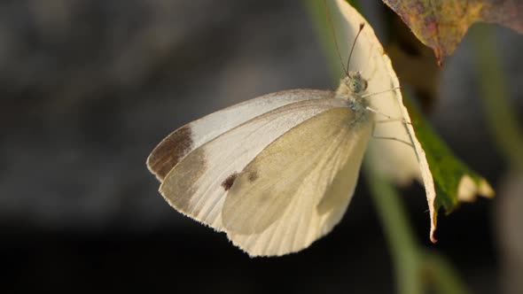 Cabbage butterfly with white wings and small black dots hanging on leaf. Macro