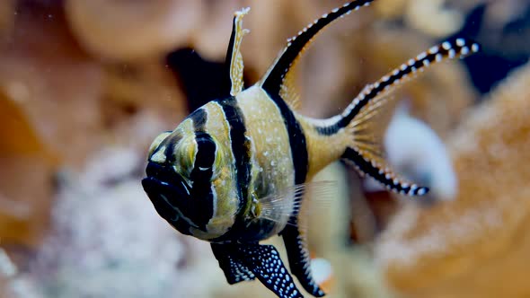 a marine fish called Moluccan cardinalfish swimming with a grim look calm in the sea