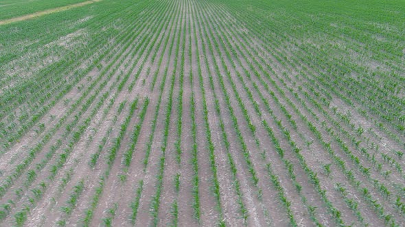 4K, UHD aerial clip of a crops field in rural area, agricultural concept.