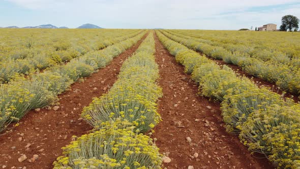 Helichrysum Italicum or curry plant agriculture cultivation yellow flower farm aerial view