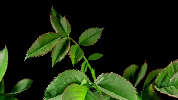 Young Green Rose Leaves Grow in Time Lapse. New Life Generation