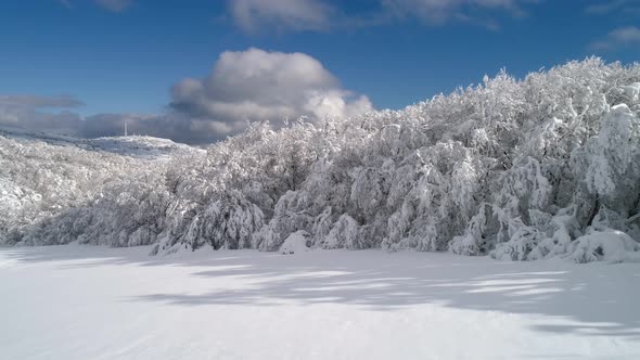 Top View Of The Forest In Winter