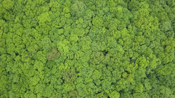 Very dense green forest mixed trees - view from above, aerial footage with no spaces, very tight. Na