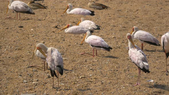Yellow-billed storks in Masai Mara