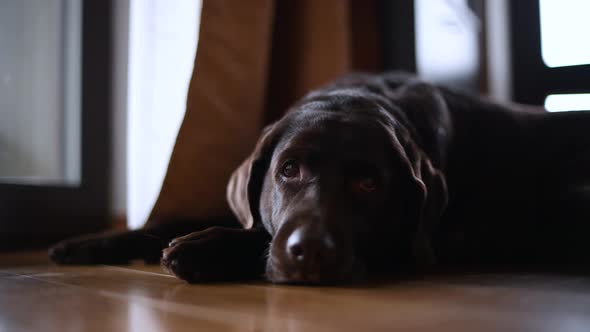 brown labrador retriever lies on the floor and misses