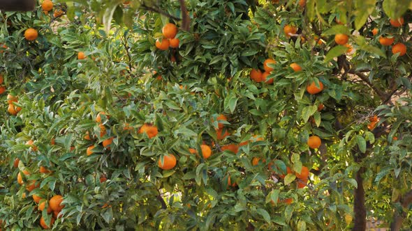 Tangerine Tree in a Botanical Garden