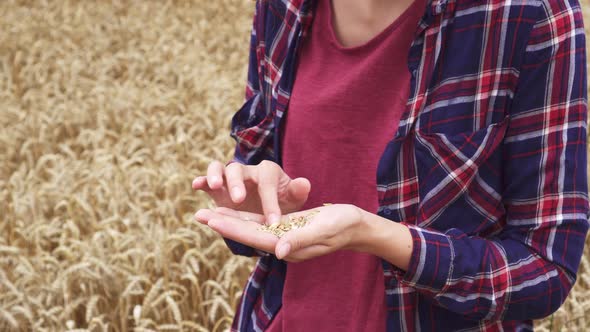 Woman Agronomist Stands On Wheat Field, Holding A Wheat Field In Her Palm. A Farmer Working In Field