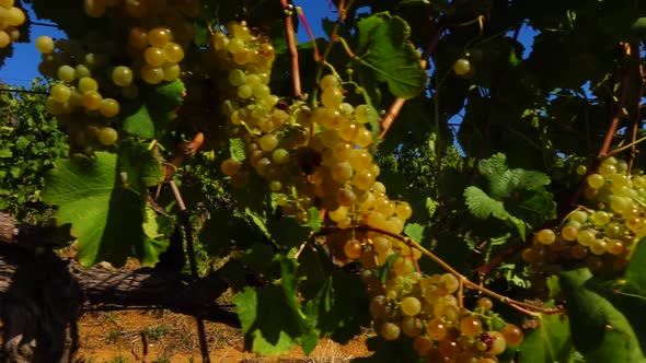 Vineyards of the Western Cape