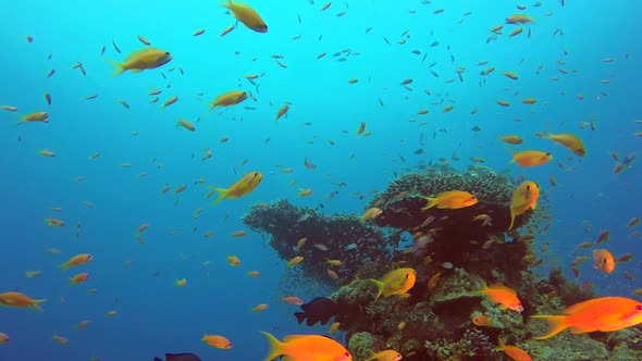 Colorful Tropical Coral Reef